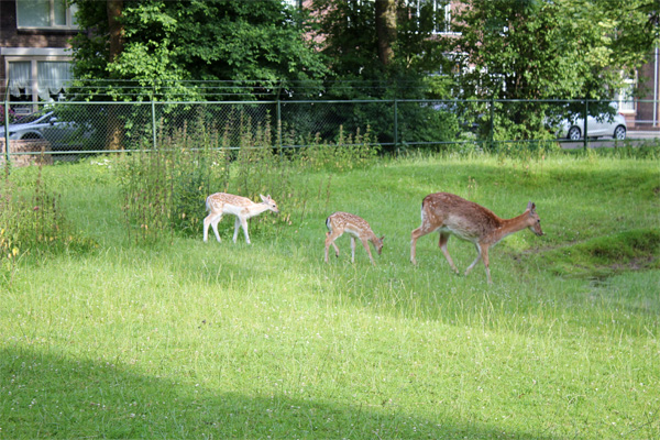 Hertenpark onder hoede van nieuw opgerichte stichting